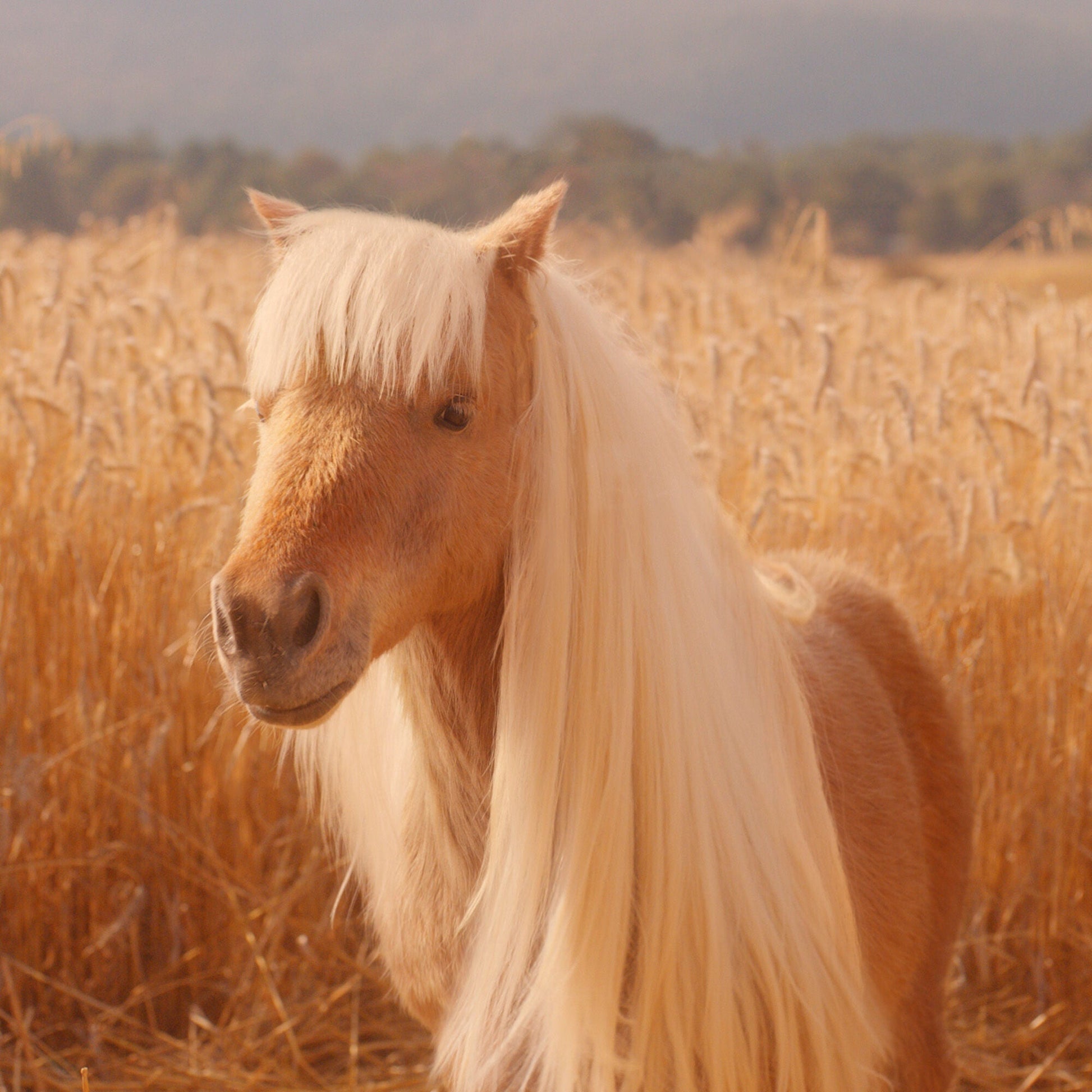 halo-glow-liquid-filter-y3 pony_pdp_2_e2011e9a-b9dd-4967-9b0f-b2fb03df5f80.jpg